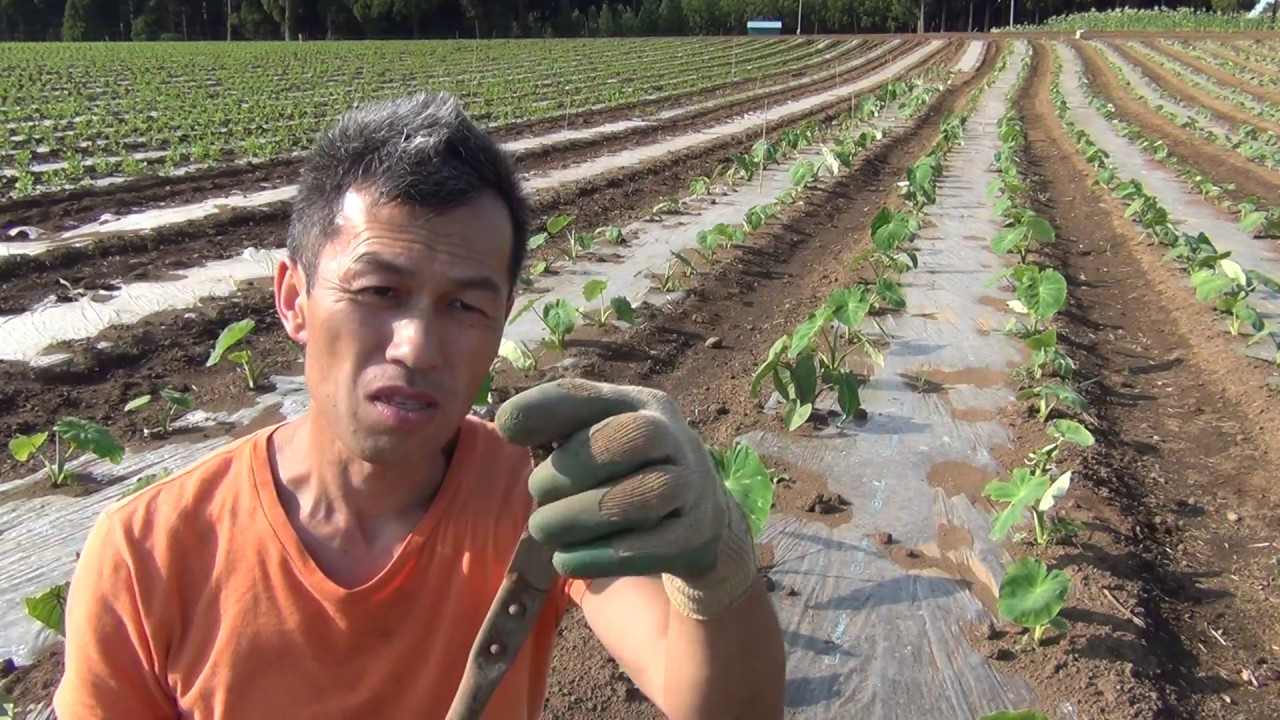 里芋の芽かき 草取り Youtube