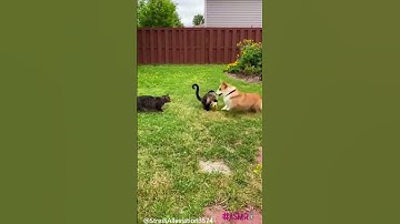 Corgi and Cat vs  Monkey! Backyard Battle Begins! 😂🐾🐒