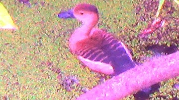 Lesser Whistling-duck - A Bird Video