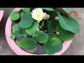 Never get tired of looking at these mini lotus flowers | growing mini lotus at home