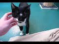 Video of Blackberry the Cat at the Richmond SPCA