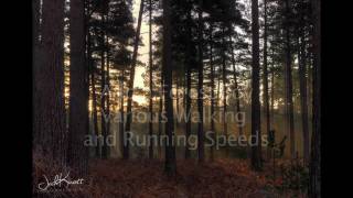 Forest Boy: New Forest Soundscape (TEST)