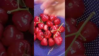Metis metiis jambu merah....#aldesti