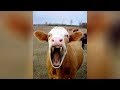 Funniest HOME and FARM ANIMALS - We bet you can't HOLD your LAUGH!