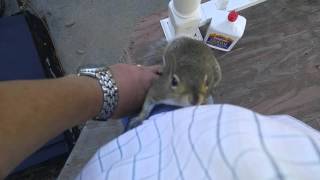 Baby squirrel release after being rehabilitated returns to his daddy...