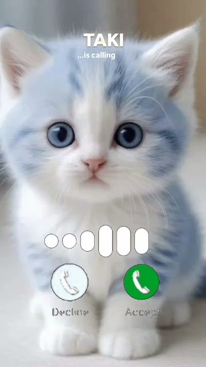TakiCat Calling 😘 #ringtone #cat#babygirl #gato #youtubeshorts#viralvideo #catbaby#mi #shorts