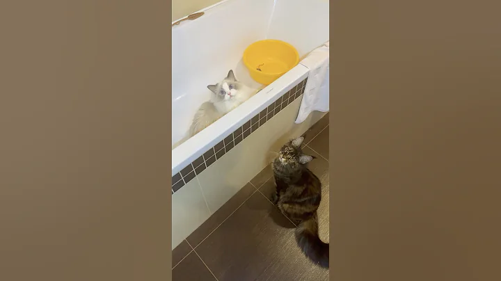 Watch the video about 🐈🐈&zwj;⬛DUO🐈🐈&zwj;⬛ #ragdoll #mainecoonkitten #mainecoon #duo #cats #funnycats #cute #sweet