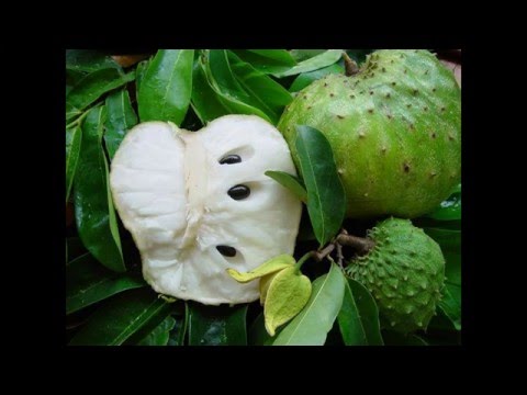 Vidéo: Bénéfices des fruits du corossol - Comment faire pousser des arbres de corossol