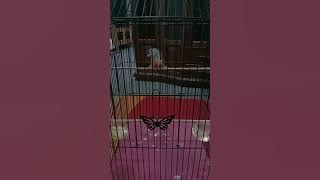 Suara burung berinji tunggir asli Kalimantan