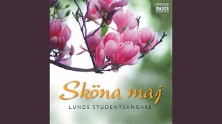 Video thumbnail of "Lunds Studentsångare - Vårsång - Glad såsom fågeln"