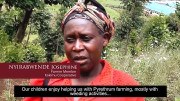 The Rwanda Pyrethrum Program
