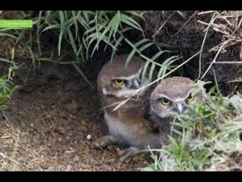 Cara Menemukan Sarang Burung Hantu Celepuk - YouTube