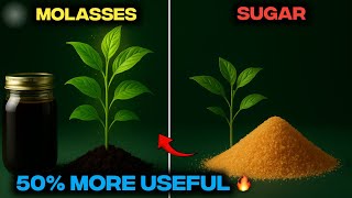 I Tried Molasses Instead of Brown Sugar on My Plants — What Happened Blew My Mind