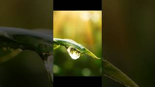 Download Lagu ASMR Tetesan air Embun #asmr #nature #naturesvoice #satisfying #relxing #shortvideo #shorts MP3