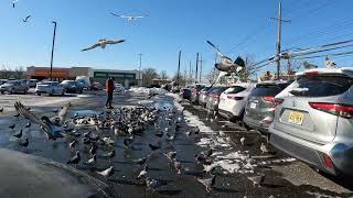 Pigeons on Forest Avenue, Staten Island, NYC in 4K – A Stunning Urban Wildlife Exploration