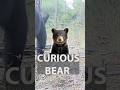 Majestic Bear Caught Enjoying Life #crikey #wildlife #steveirwin