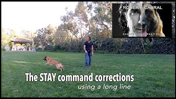 Teach Your Dog to Stay pt. 2 - Using a Tug & Long Line - Robert Cabral Dog Training Video #10