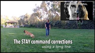 Teach Your Dog to Stay pt. 2 - Using a Tug & Long Line - Robert Cabral Dog Training Video #10