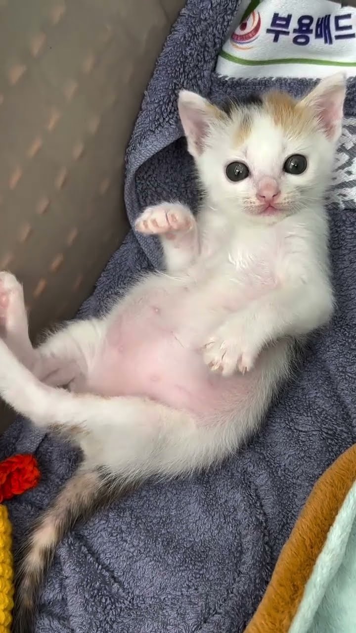 Je cherche nom pour chaton