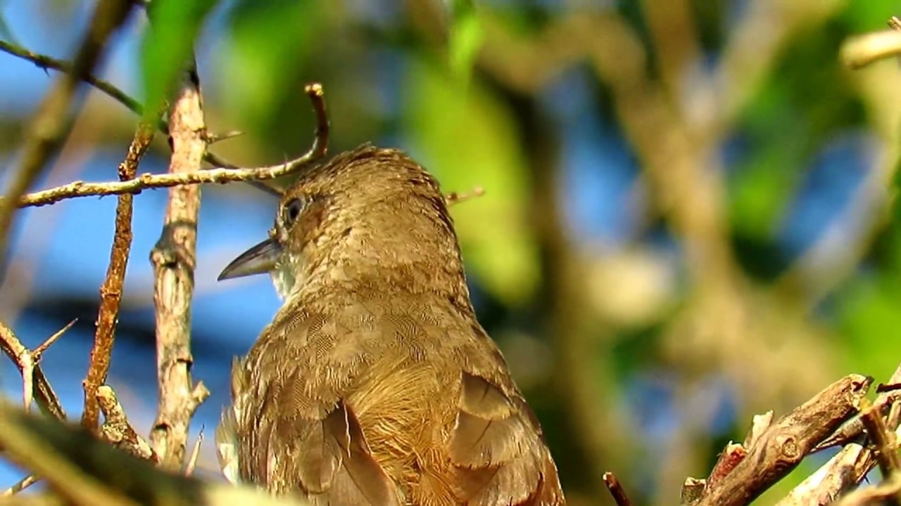 Rufous-fronted Thornbird , Phacellodomus rufifrons , Juan Solito Lodge