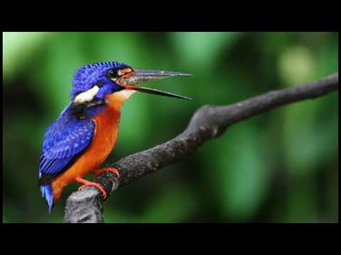 Masteran Tengkek Udang Jernih Jeda 1 Menit #masteranburung #masteran #masteranmuraibatu