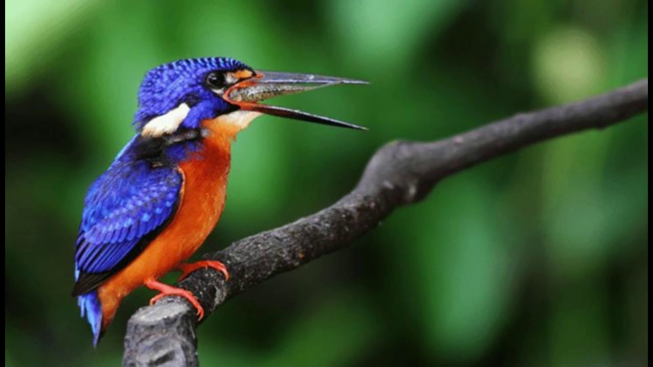 tengkek udang super jernih jeda 3 detik masteran burung