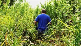 A Garland Story - Cattail Mike