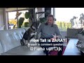 How tall is Zara the Shikoku Dog? Comment Questions 001 の動画、YouTube動画。