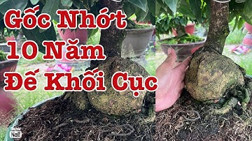 Gốc nhớt rút cốt hơn 10 năm củ nở khối cục lh 0766765975