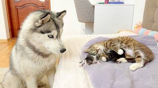 What Happens When a Husky Meets Tiny Kittens? Mom Cat Is Watching!