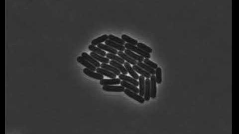 Cell size control driven by the circadian clock and environment in cyanobacteria
