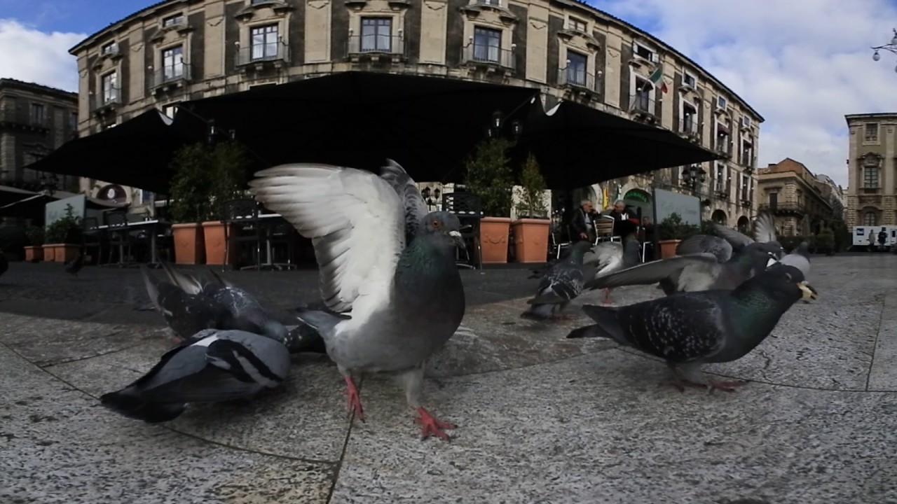 Doves in Catania/Italy in 360° YouTube