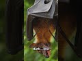 5 Fun Facts About Vampire Bats Animals Funfacts Facts Funknowledge 5 Fun Facts About Vampire Bats Animals Funfacts Facts Funknowledge