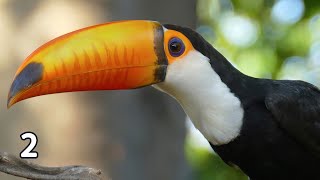 2 Minute Timer- Toucan Speaks When Time's Up!! screenshot 4
