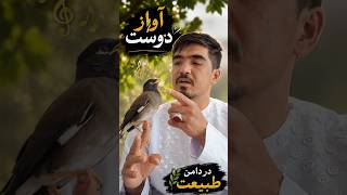 برو بورشید که باریش نم نمکه یک زمزمه کوتاه همراه با پرنده کوچولو گوش کنید و به عشق پرنده لایک و ساب