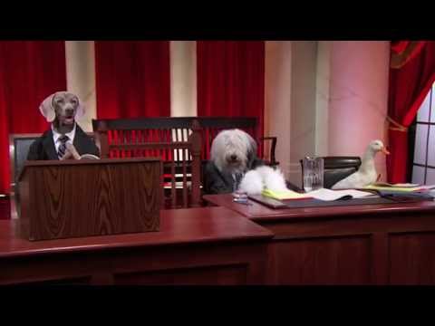 Supreme Court (With Dogs) - #puppyjustice #realanimalsfakepaws - Last Week Tonight With John Oliver