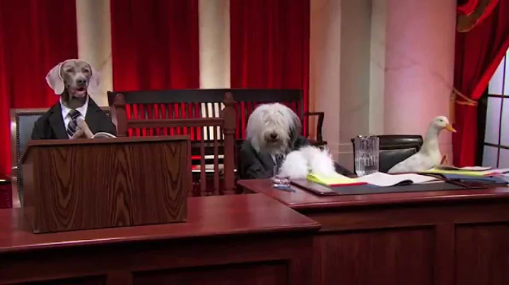 Supreme Court (With Dogs) - #puppyjustice #realanimalsfakepaws - Last Week Tonight With John Oliver