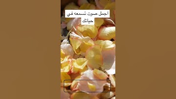 تلاوة خاشعة ادريس ابكر