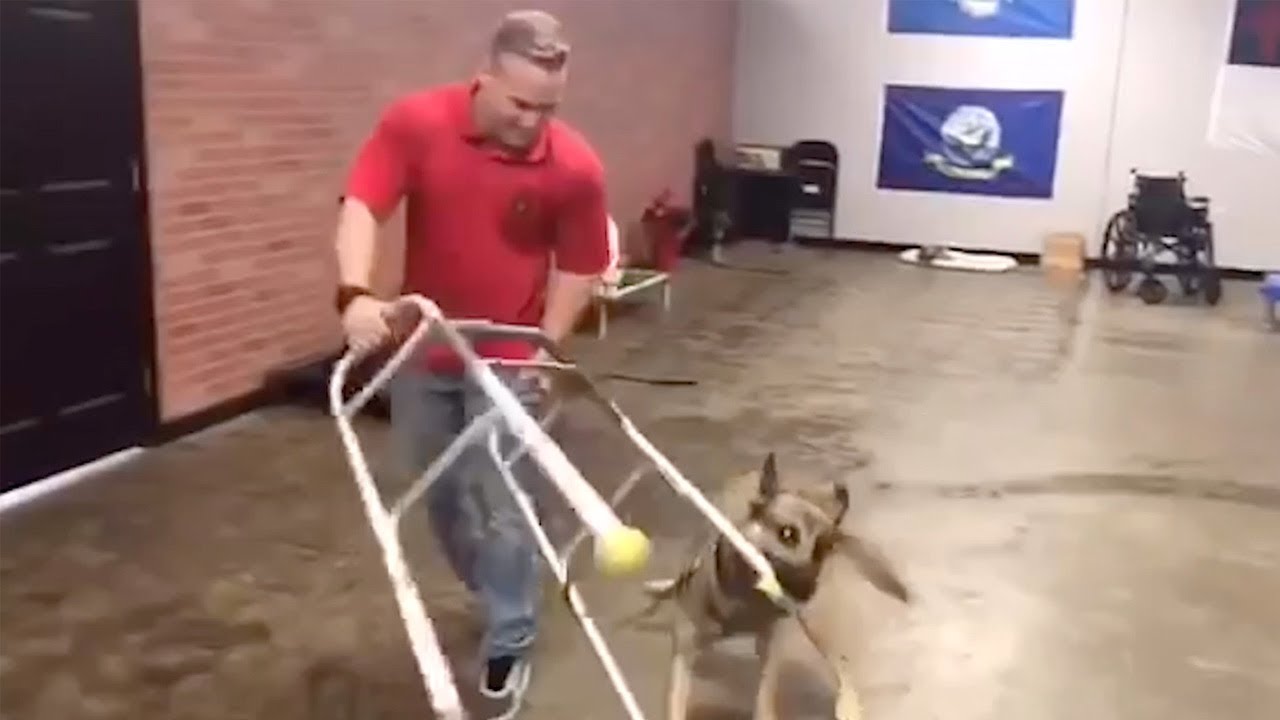 German Shepherd Fails Service Dog