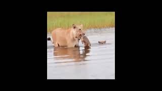 Harimau menggendong anak #shorts
