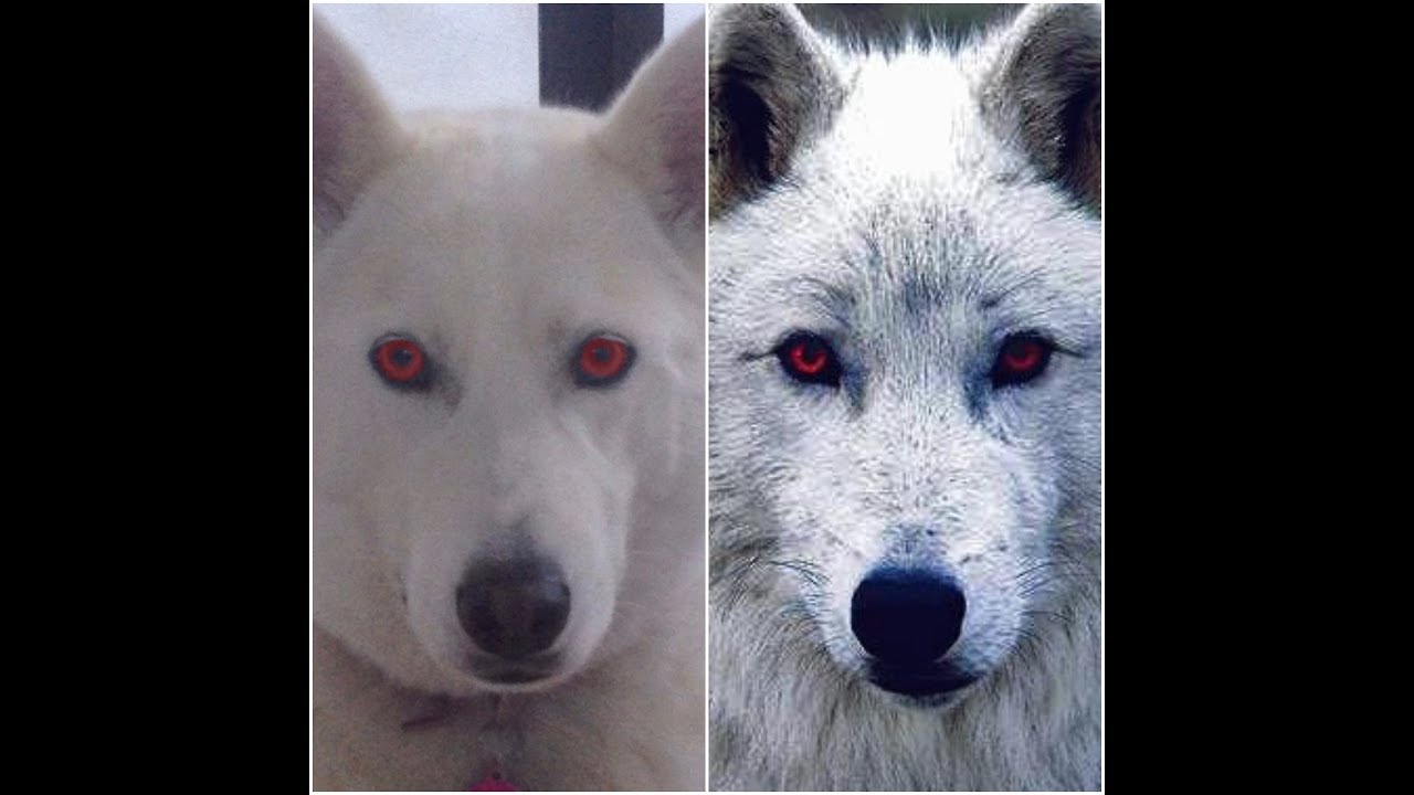 Meet Marina The Husky Who Plays Ghost From Game Of Thrones