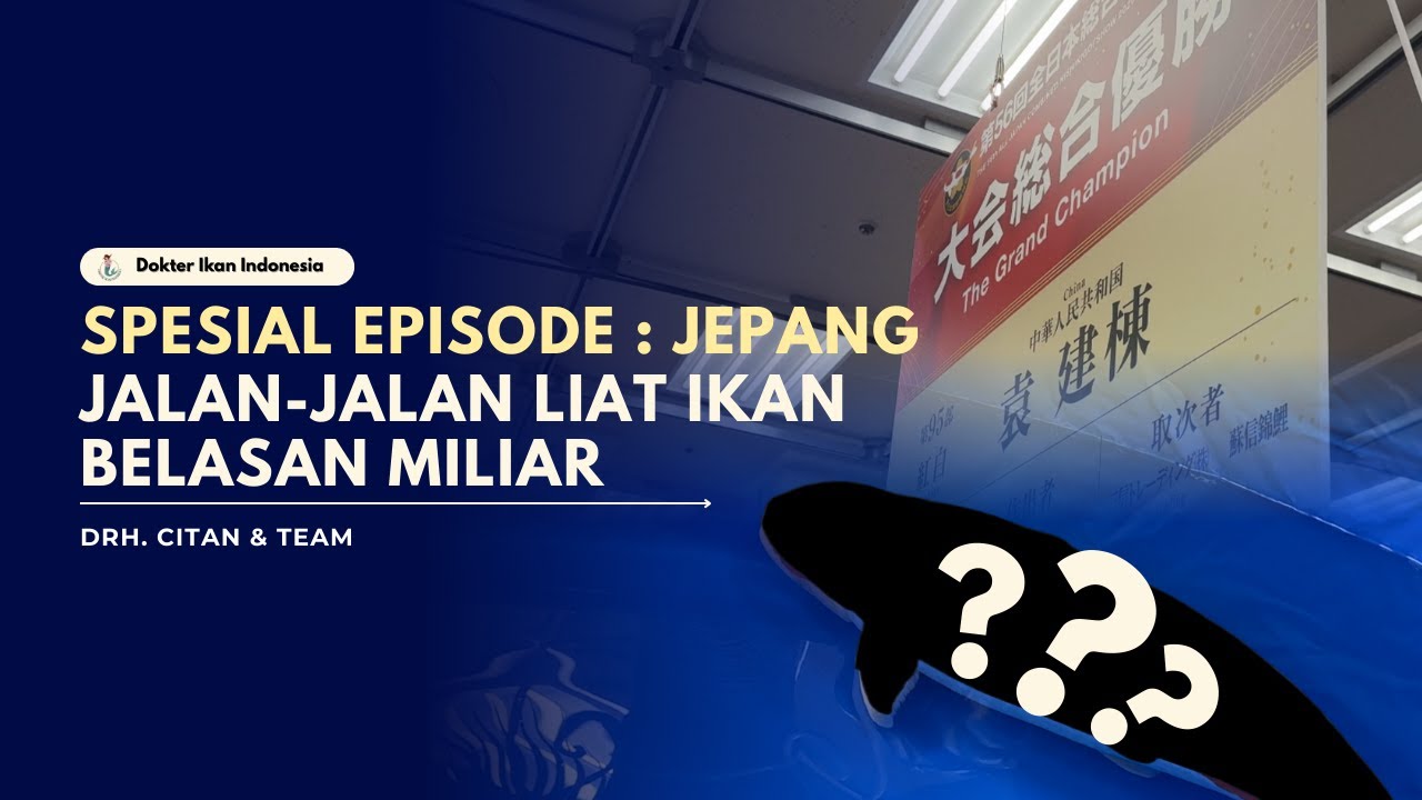 LIHAT-LIHAT IKAN KOI PARA SULTAN | DOKTER IKAN INDONESIA
