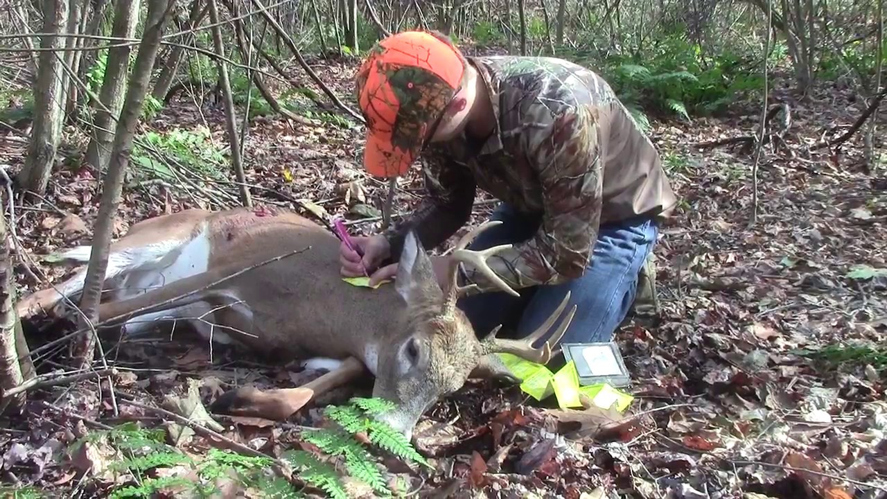 Pennsylvania Archery Hunting 2016 Buck Down! YouTube