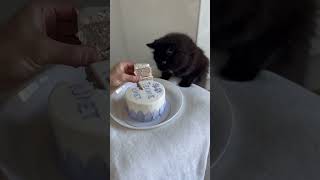 Cat’s birthday! #blackcat #cakeforcat #catscake #funnycats #birthdaycat #funnycats #catlover #cake