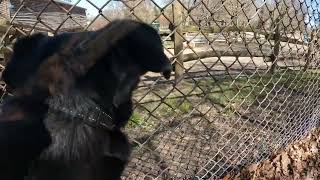 Dogs & cows at Riverdale Farm 🐕🚶🏼‍♂️  🐄🐮 by Chien Lunatique 125 views 2 weeks ago 4 minutes, 12 seconds