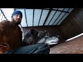 The big wolf Akela basks with the owner. Большой волк Акела в секунду меняет настроение и нежится.