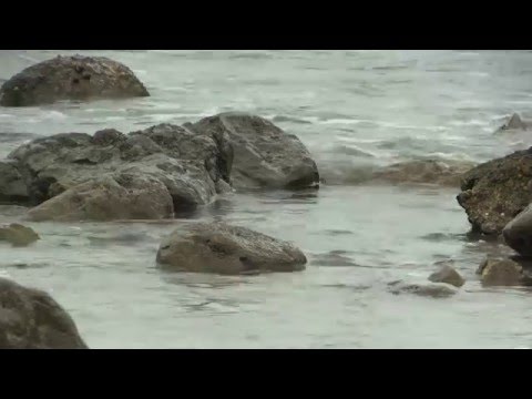 Vidéo: Sur la rivière aux plumes ?