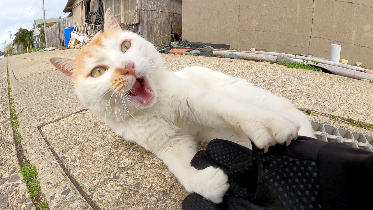 悪ガキみたいな髪型の猫と遊ぼうとしたら、反抗期真っ只中だった YouTube