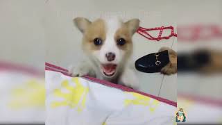 Baby Dogs Cute and Funny Dog Videos Compilation 2020