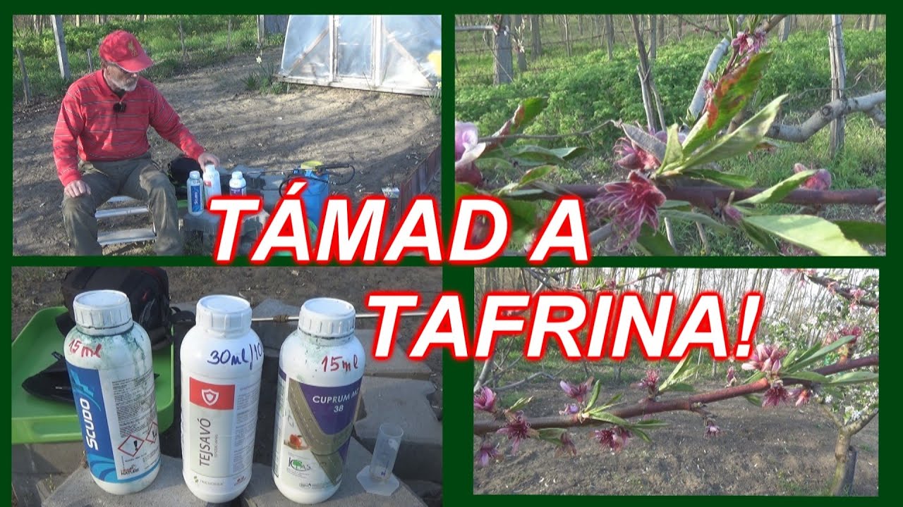 TAFRINA ELLEN PERMETEZEM AZ ŐSZIBARACKOT BIO SZEREKKEL